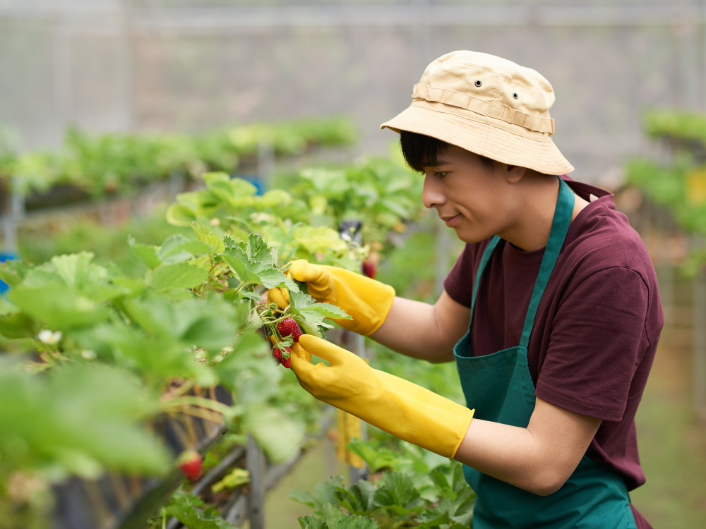 Chuyên gia giống và kiểm định